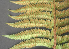 Polystichum × arendsii
