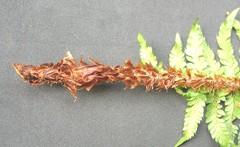 Polystichum × arendsii