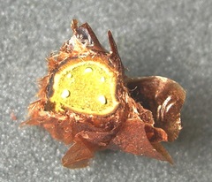 Polystichum × arendsii