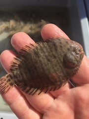 Trinectes maculatus