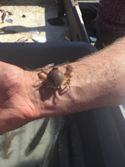 Persephona aquilonaris