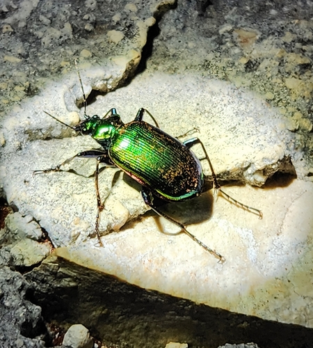 Texas Green Calosoma