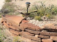 Geococcyx californianus