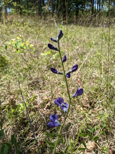 Image of Baptisia aberrans by (c) Alaina Krakowiak, some rights reserved (CC BY)