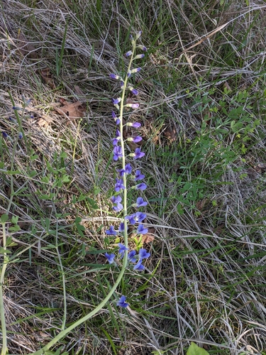 Image of Baptisia aberrans by (c) Alaina Krakowiak, some rights reserved (CC BY)