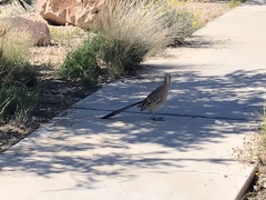 Geococcyx californianus