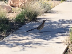 Geococcyx californianus