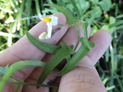 Solanum triquetrum