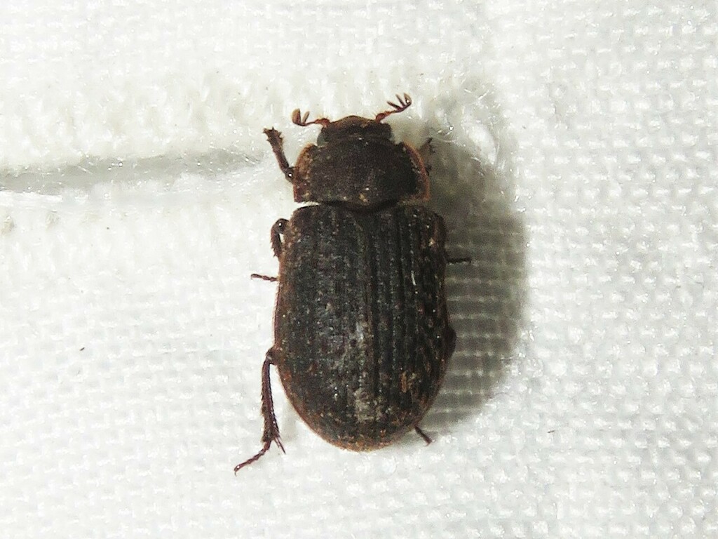 Even Hide Scarab Beetle