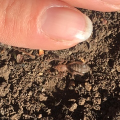 Ammotrechidae