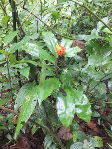 Image of Costus curvibracteatus by (c) Christina S. Baer, some rights reserved (CC BY)