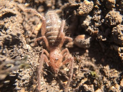 Ammotrechidae