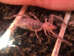 Ammotrechidae