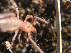 Ammotrechidae
