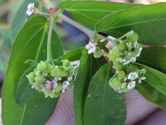 Euphorbia hypericifolia