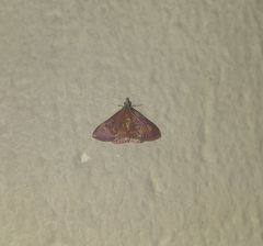 Pyrausta pseuderosnealis