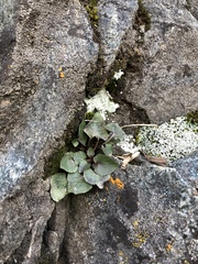Oxyria digyna