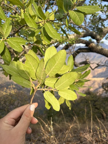 Quercus praineana