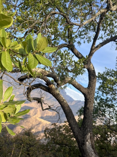 Quercus praineana