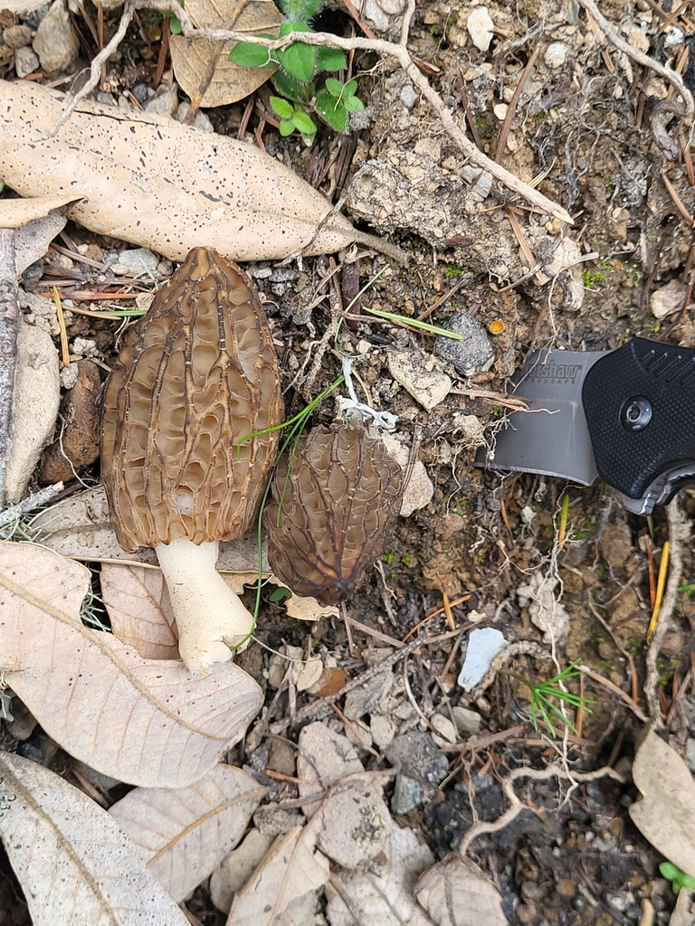 Black Morels from Trinity County, Six Rivers National Forest, USCA, US