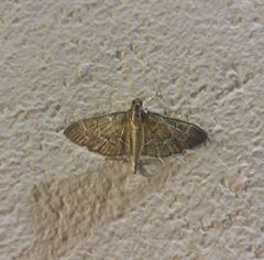 Pilocrocis ramentalis