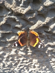 Vanessa atalanta