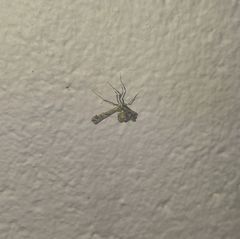 Lineodes integra