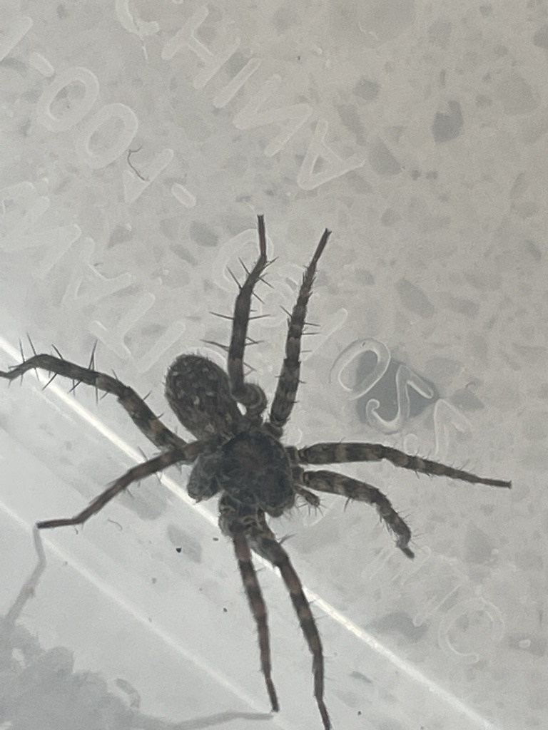 Thinlegged Wolf Spiders from Idaho Falls, ID, US on April 22, 2023 at