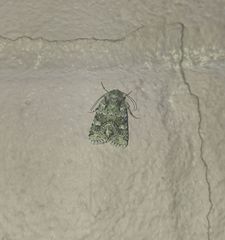 Lacinipolia strigicollis