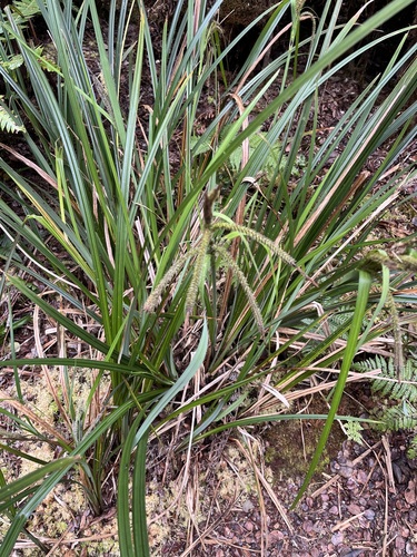 Carex alligata observed 2023-04-22