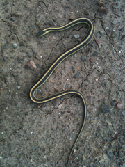 Thamnophis atratus