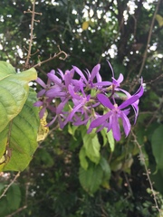 Petrea