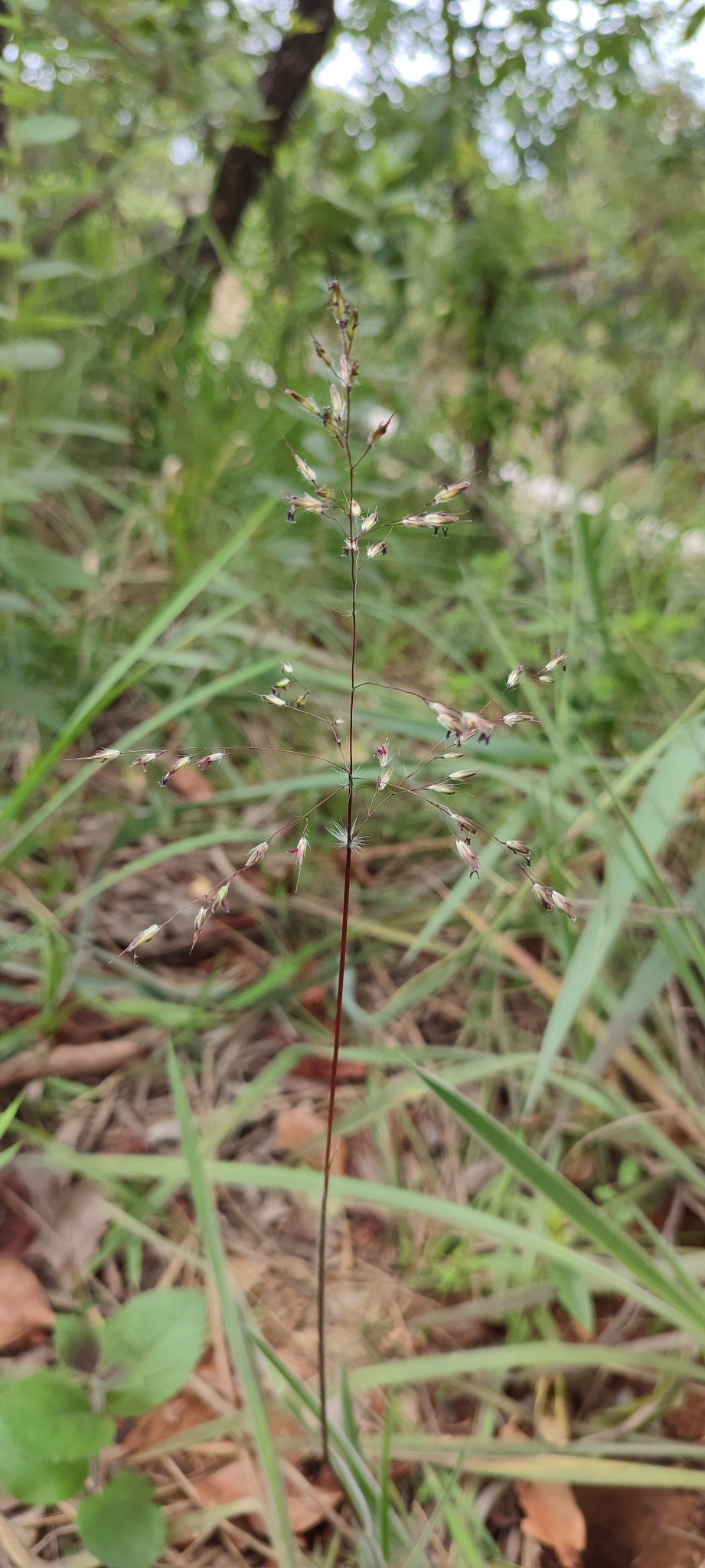 Eragrostis polytricha