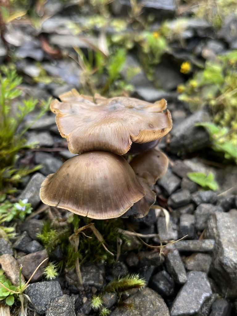 Psilocybe zapotecorum · April 2023 · photo: © nbareschu (iNaturalist, cc-by)