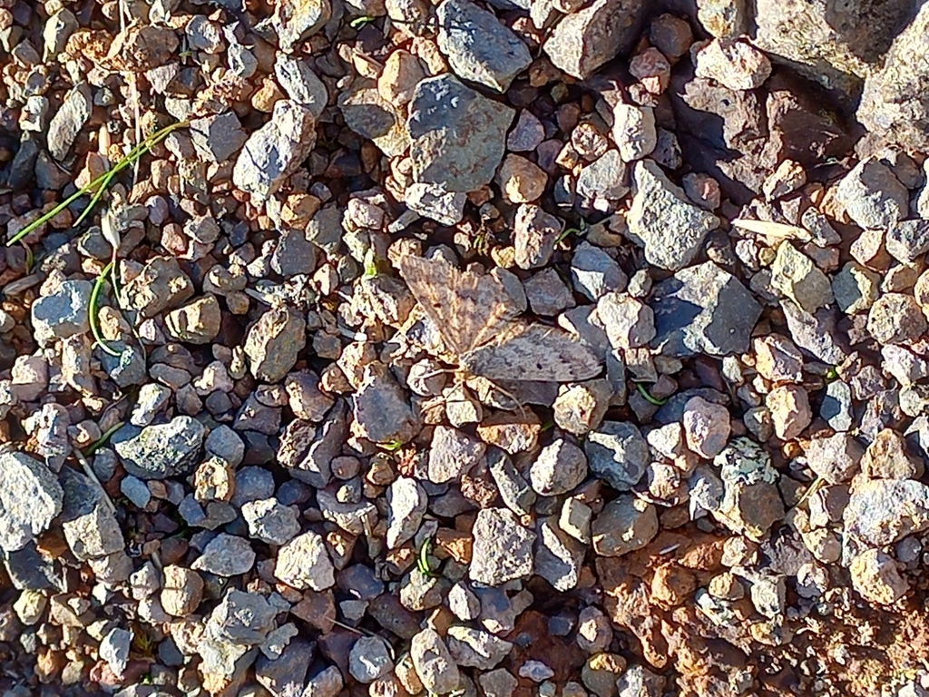 Plantain moth from Hillsborough, Christchurch, New Zealand on April 23