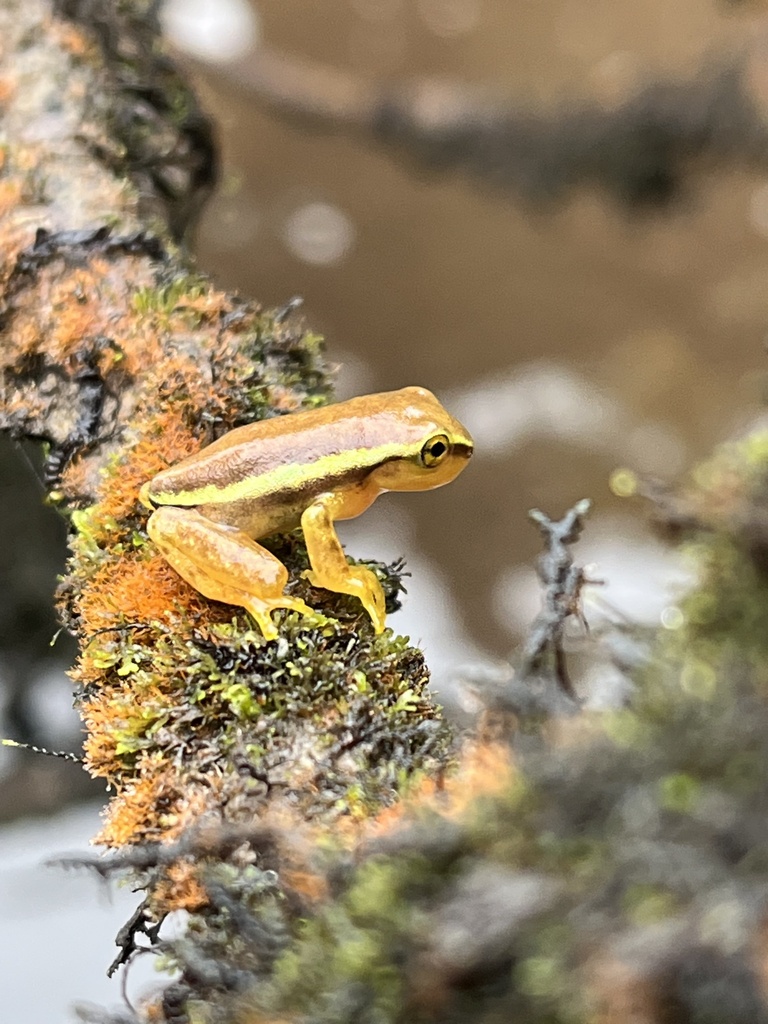 Narrow-Lined Treefrog