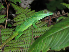 Urrao Anole photo 2