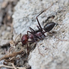 Cataglyphis nodus