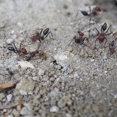Cataglyphis nodus