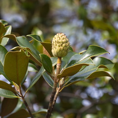 Magnolia grandiflora