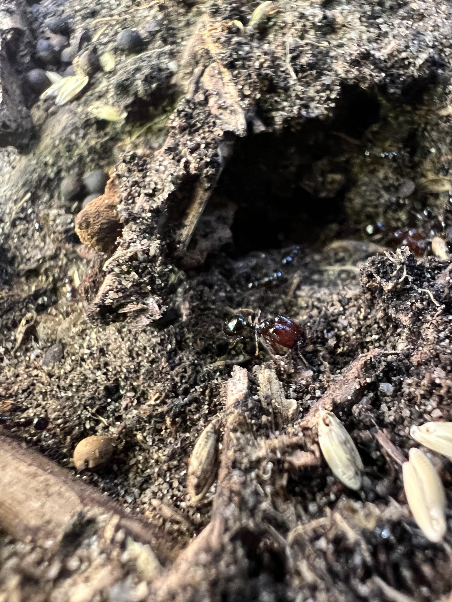 Pheidole tasmaniensis