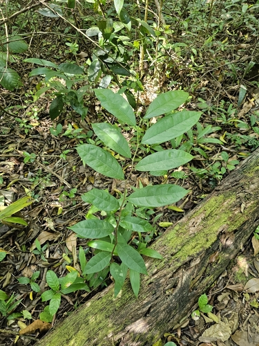 Bastard-cherry (Pseudolmedia spuria)