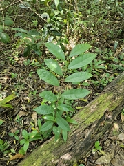 Zapote (Pseudolmedia)