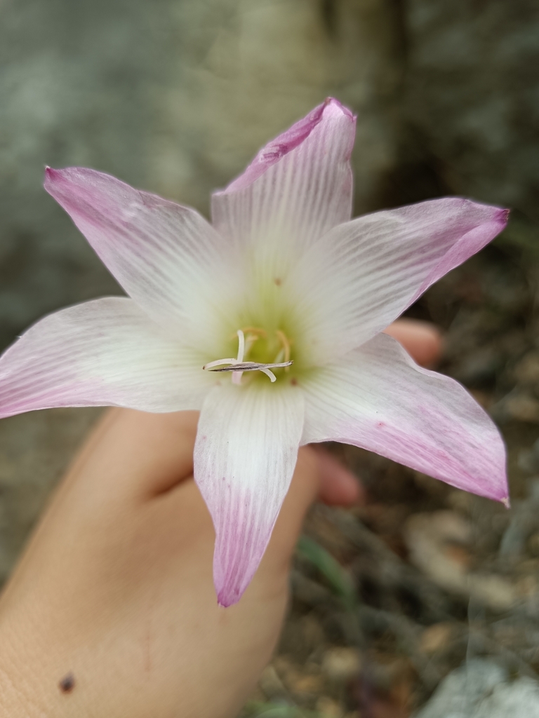 Rain lily