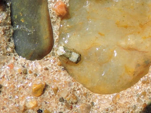 Exosphaeroma diminutum