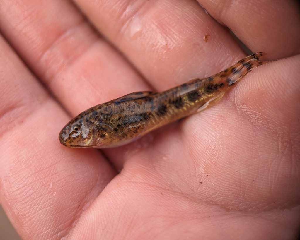 Darkspotted aspidoras (Aspidoras fuscoguttatus) — Callichthyidae