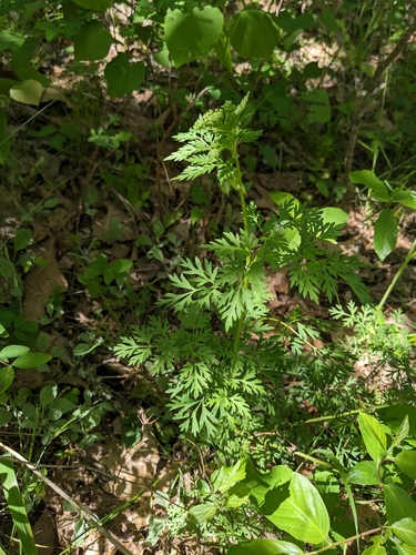 Image of Thaspium pinnatifidum by (c) Alaina Krakowiak, some rights reserved (CC BY)