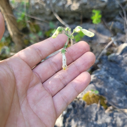 Image of Penstemon tenuiflorus by no rights reserved