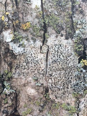 Arthonia radiata