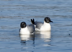 Bonaparte's Gull photo 5